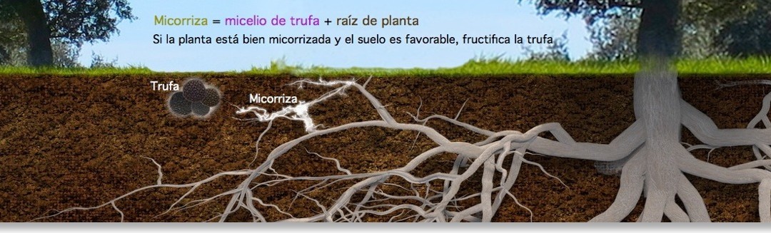 La clave para cultivar trufas: la micorriza